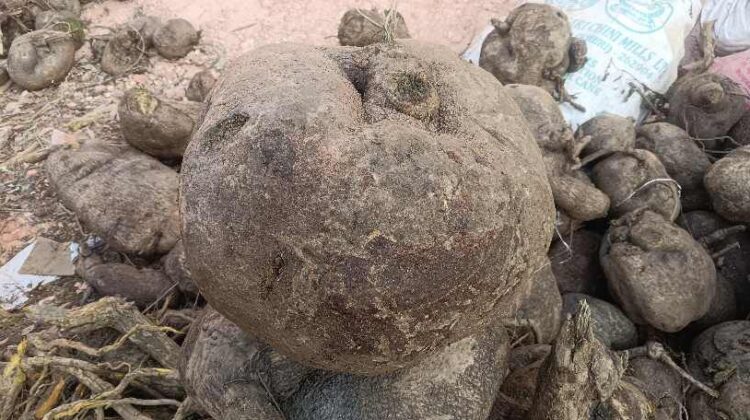 Gujargano (Cissampelos pareira) herbal root found in Jajarkot, Nepal